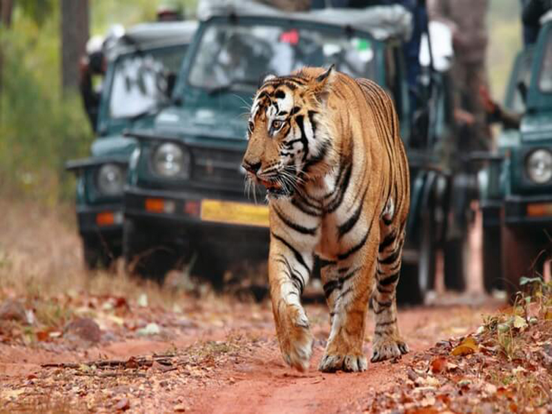 ranthambore_tiger_park