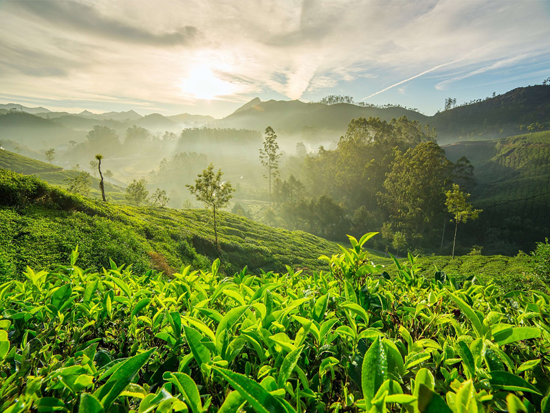 munnar_kerala